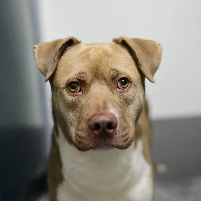 An adult large-sized male Pit Bull Terrier dog named Paco for adoption in Idaho Falls, ID