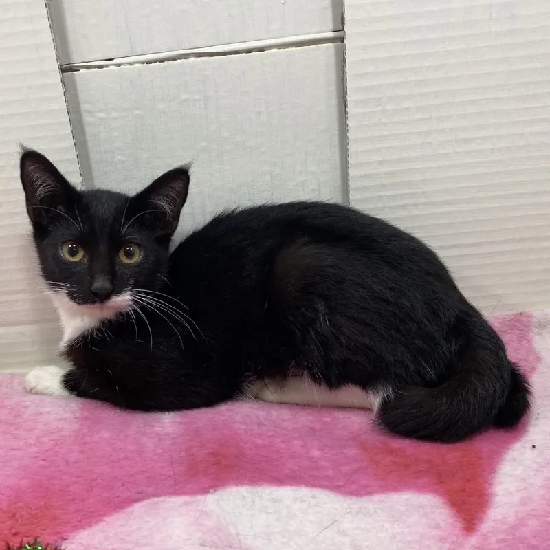 Henrietta thumbnail 2