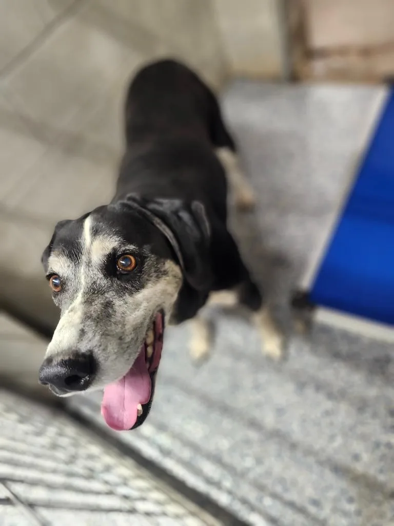 A senior medium-sized male Hound dog named Peabody for adoption in Athens, AL