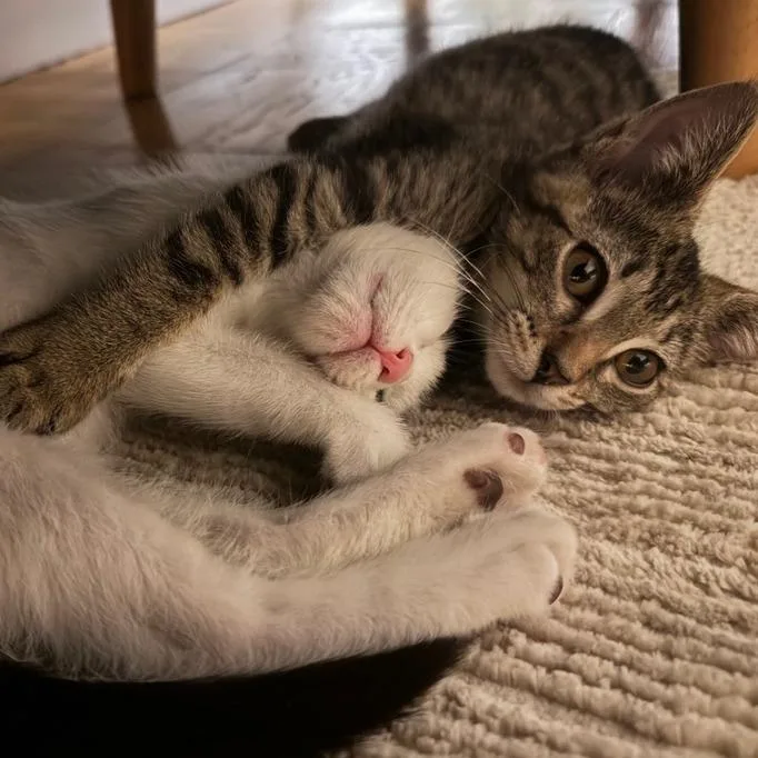 A young small-sized female White Domestic Short Hair cat named Sylvia for adoption in Long Island City, NY