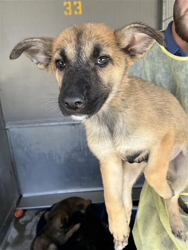 A baby large-sized male Tricolor (Brown, Black, & White) German Shepherd Dog dog named AAD New Arrival! Tony for adoption in Armonk, NY