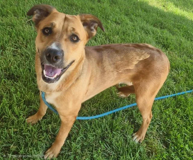 A young medium-sized female Labrador Retriever dog named Stitch for adoption in Albuquerque, NM