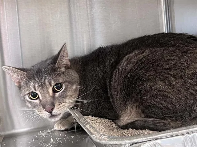 An adult medium-sized male Domestic Short Hair cat named Shawn for adoption in Tustin, CA