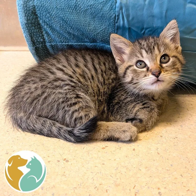 A baby small-sized female Brown / Chocolate Domestic Short Hair cat named Daisy for adoption in Toledo, OH