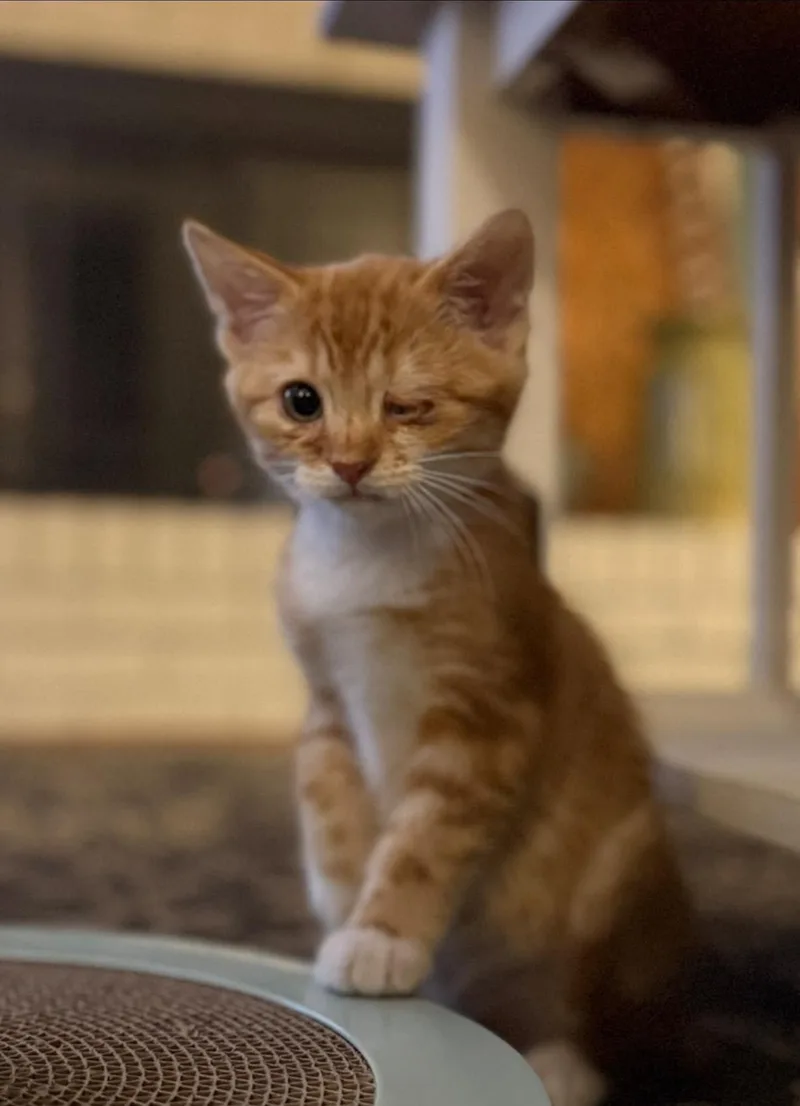 A baby medium-sized male Tabby (Orange / Red) Domestic Short Hair cat named George for adoption in Manassas, VA