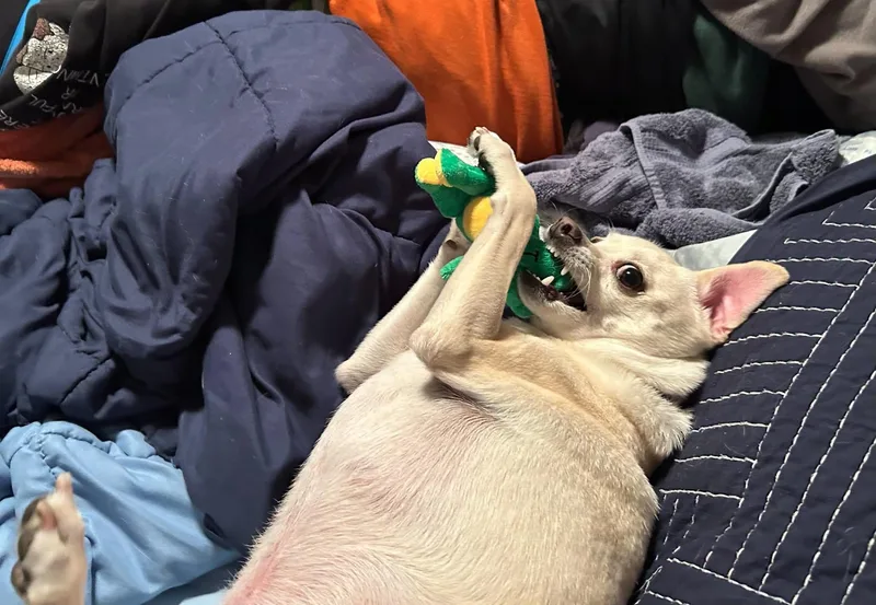 A senior small-sized male Chihuahua dog named Bodhi for adoption in Livermore, CA
