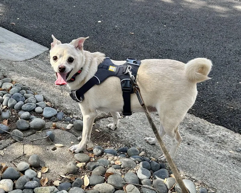 Bodhi thumbnail 2
