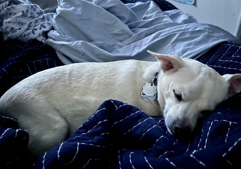 Bodhi thumbnail 3