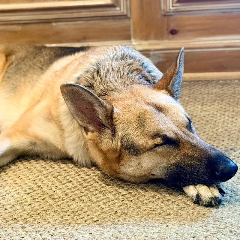 An adult extra large-sized male German Shepherd Dog dog named Jager for adoption in Memphis, TN