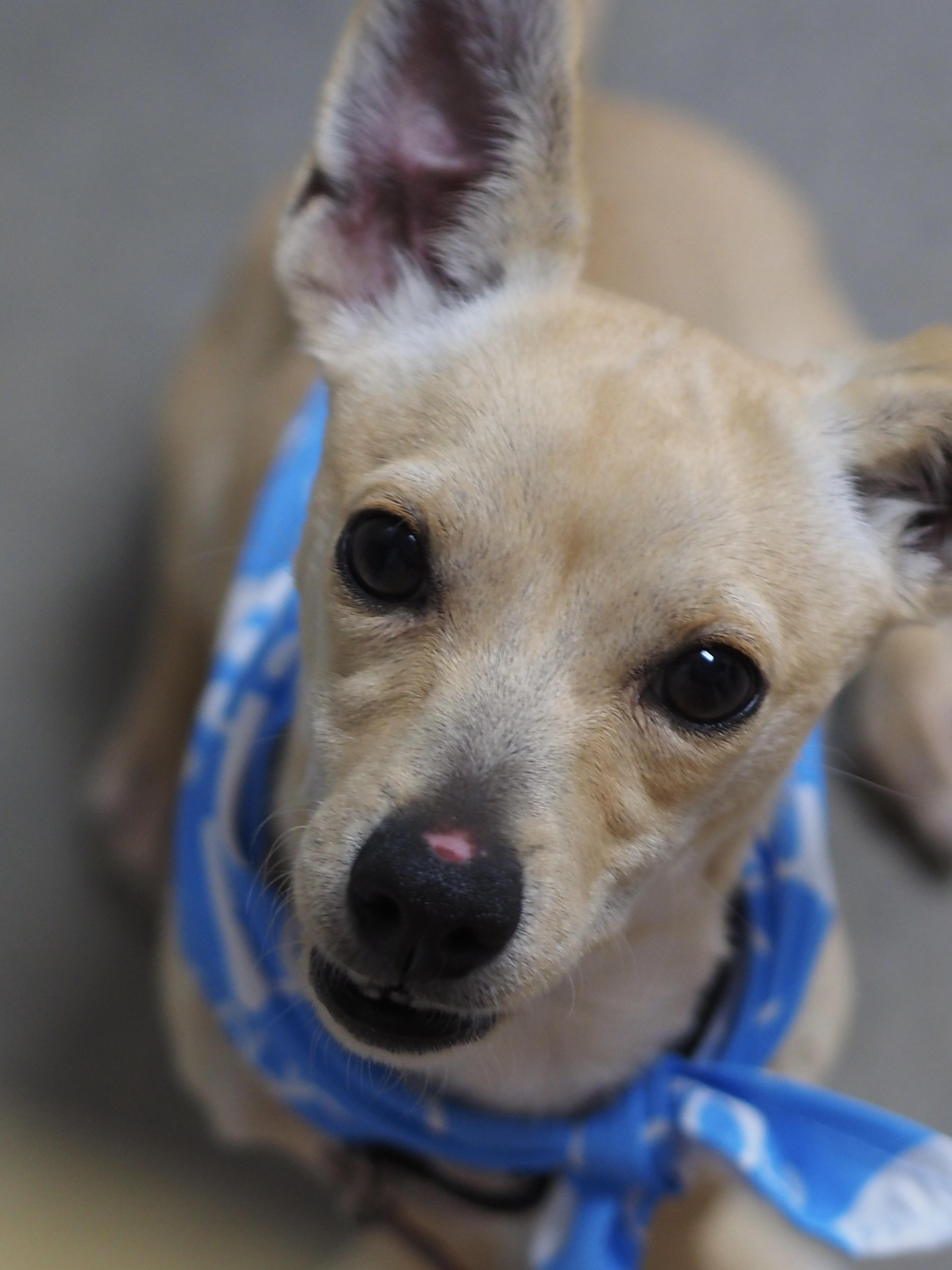 A young small-sized male Chihuahua dog named Mentos for adoption in Buena Vista, CO