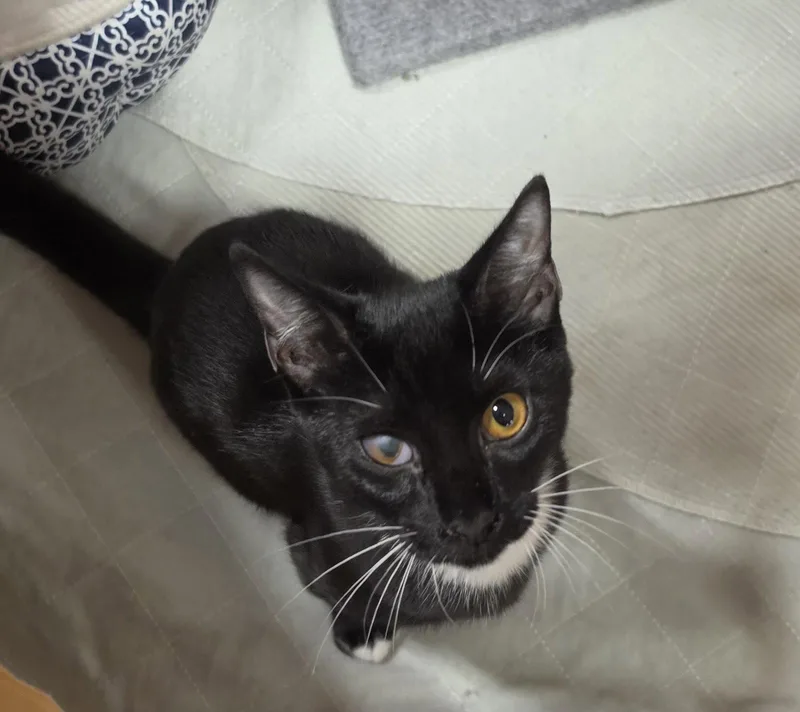 A young medium-sized female Tuxedo cat named Dakota for adoption in Boynton Beach, FL