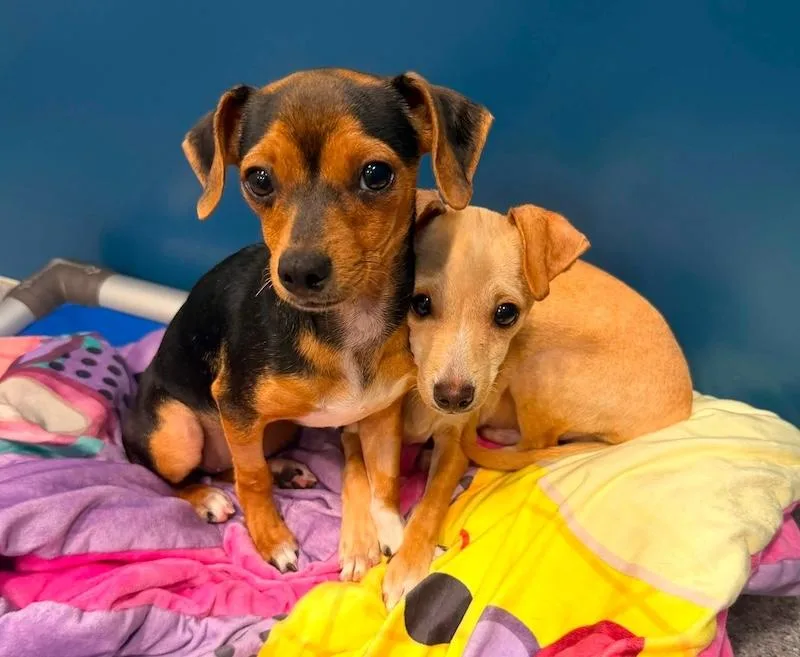 A baby small-sized female Bicolor Mixed Breed dog named Cherry for adoption in Chino valley, AZ