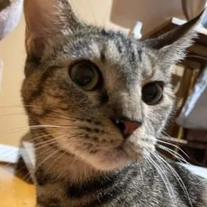 A baby medium-sized female Tabby (Gray / Blue / Silver) Domestic Short Hair cat named Mia for adoption in Liverpool, TX