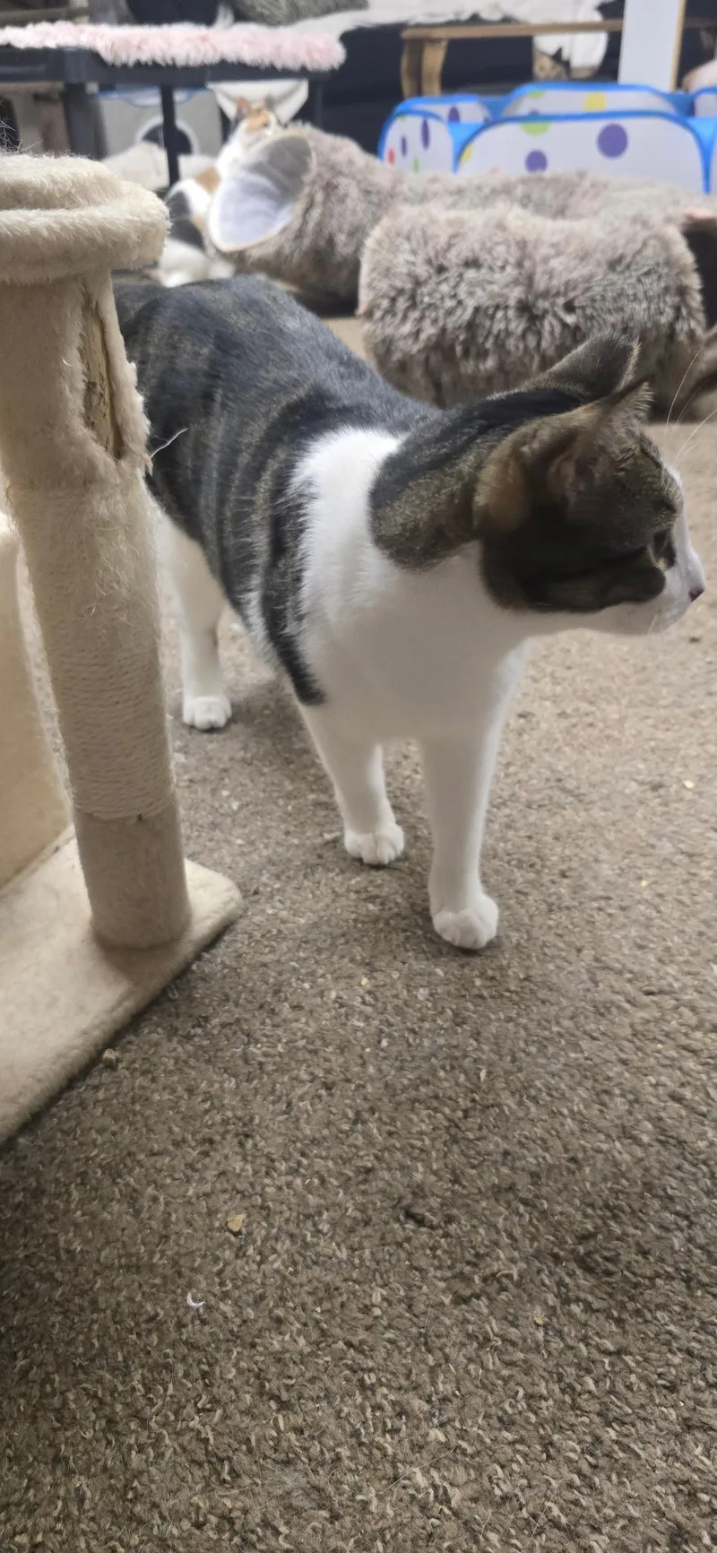 A young medium-sized male American Shorthair cat named Finn for adoption in Wallkill, NY