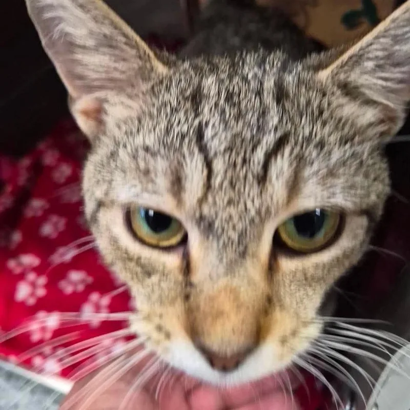 An adult medium-sized male Brown / Chocolate Domestic Short Hair cat named Sir Pentious for adoption in Edwardsville, IL