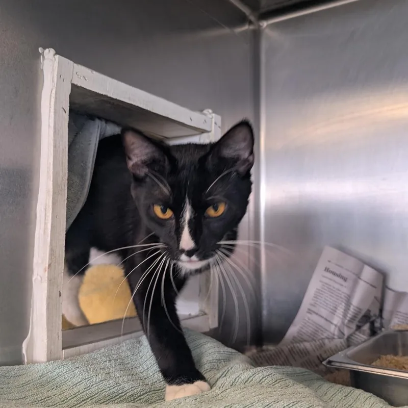 An adult medium-sized female Black Domestic Short Hair cat named Lane for adoption in Dover, NH