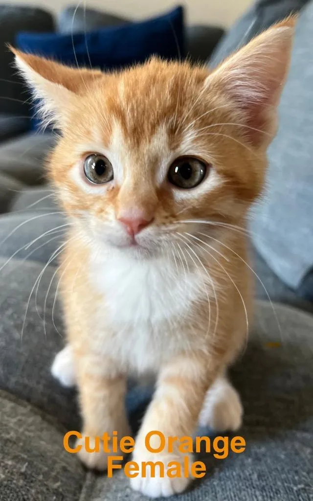 Cutie