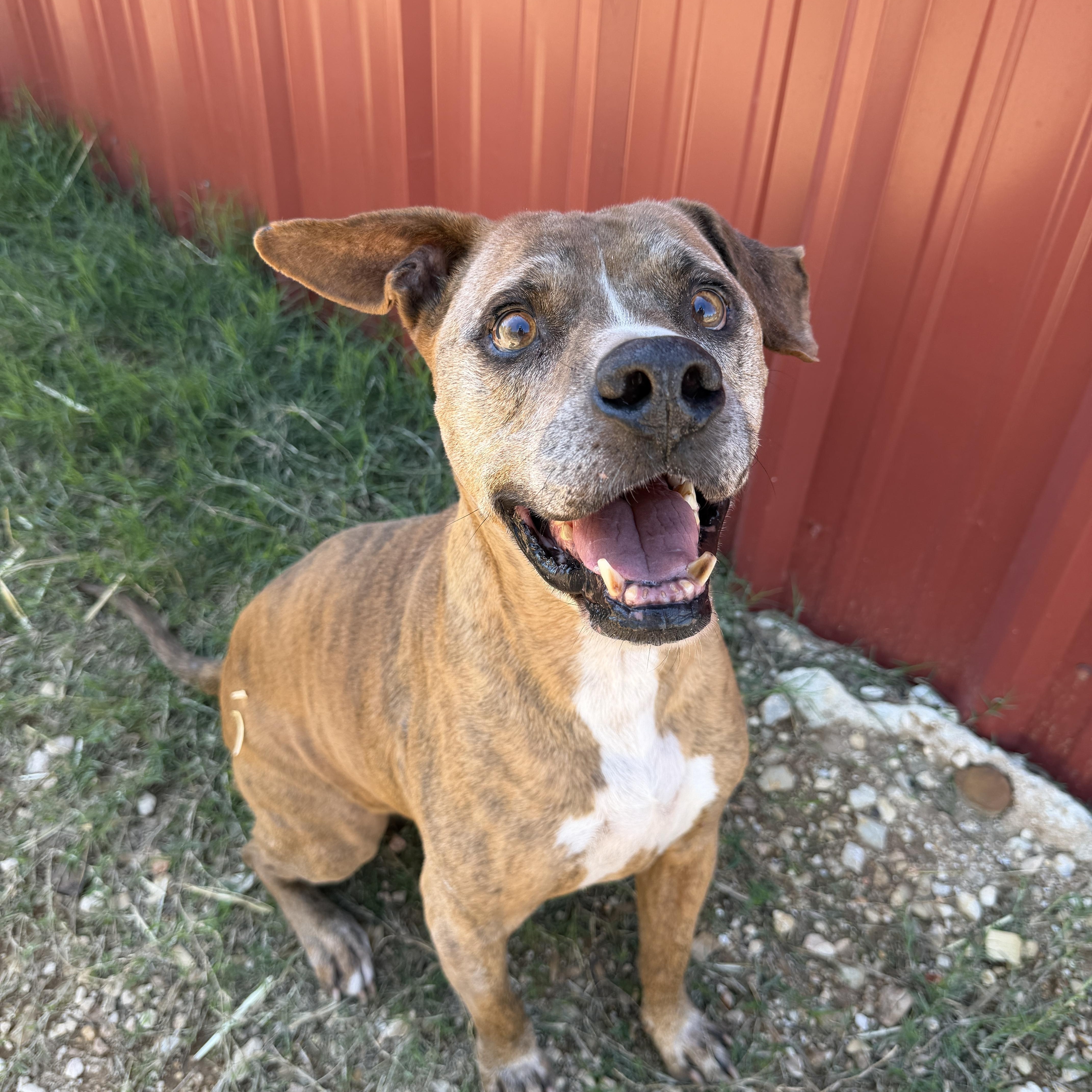 A senior medium-sized male Pit Bull Terrier dog named Cash for adoption in Seguin, TX