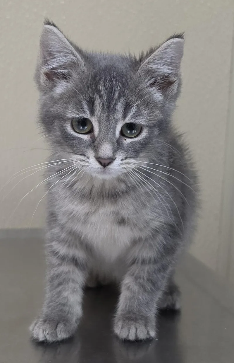 A baby medium-sized female Domestic Short Hair cat named Patti for adoption in Brainerd, MN