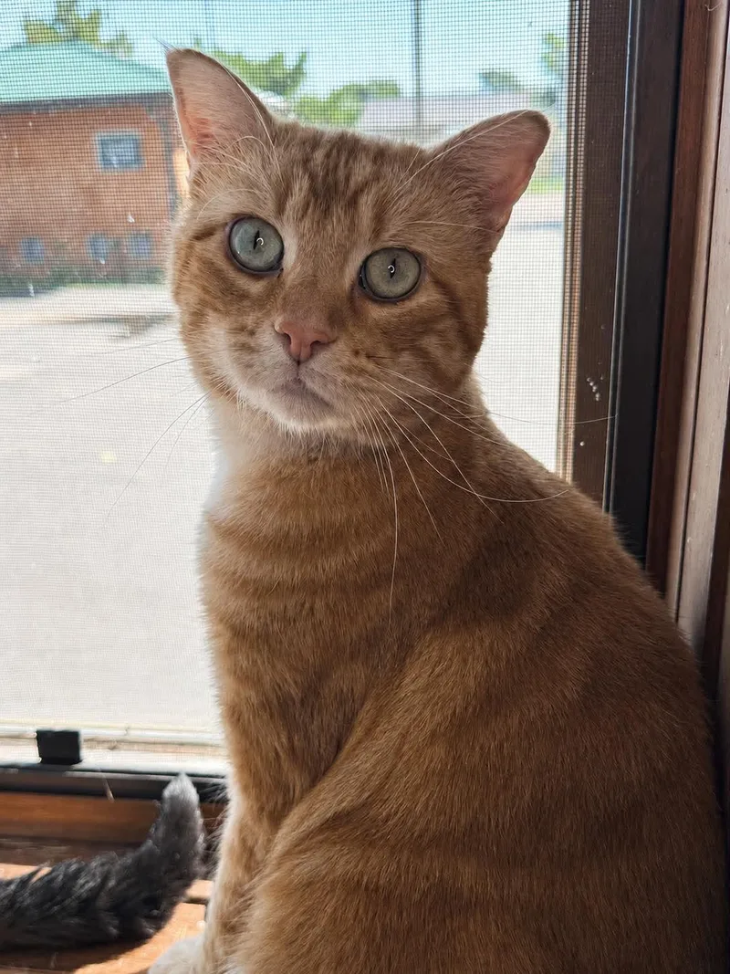 An adult medium-sized male Tabby (Orange / Red) Domestic Short Hair cat named Cheddar Bob for adoption in Sioux Falls, SD