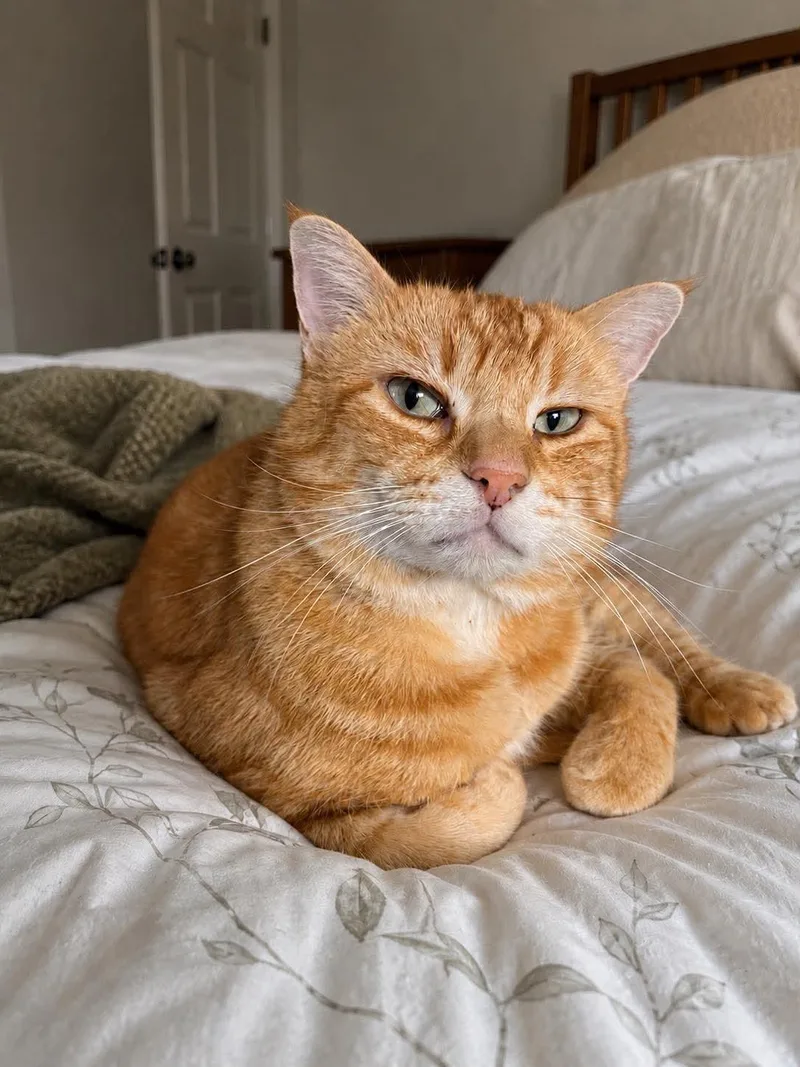 Cheddar Bob thumbnail 3