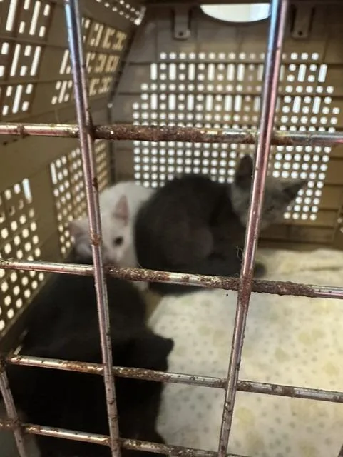 A young small-sized male Domestic Short Hair cat named Blizzard for adoption in Rome, GA
