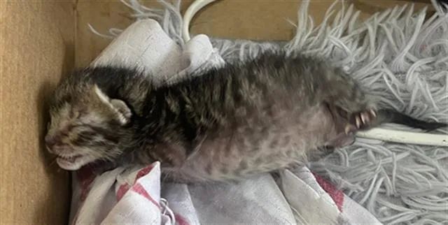 A baby medium-sized male Domestic Short Hair cat named Coal for adoption in Dallas, TX