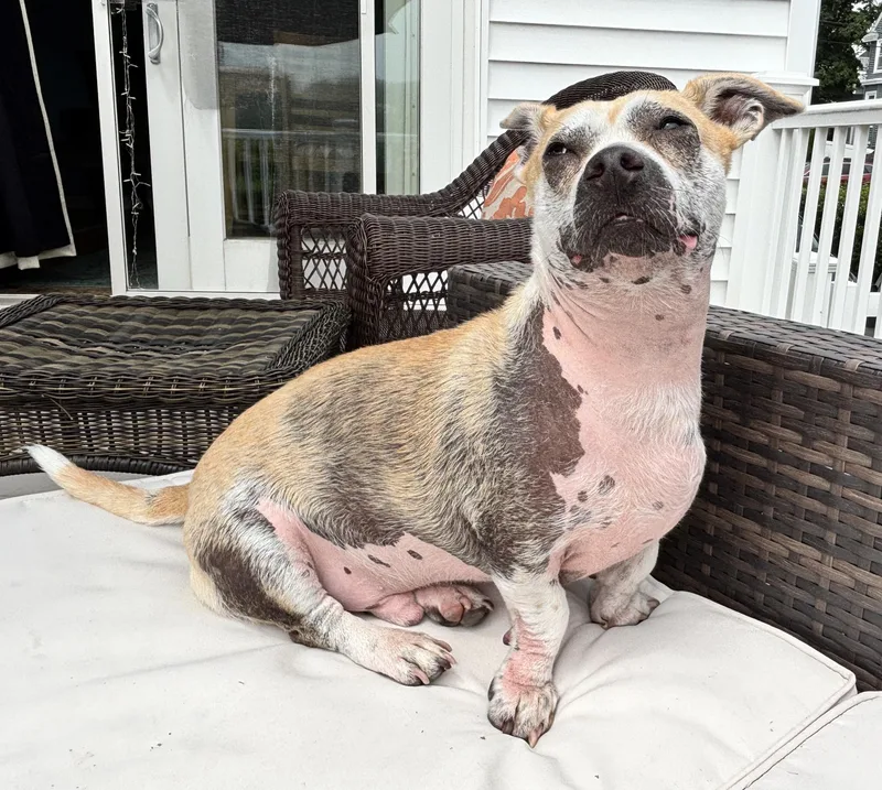 An adult medium-sized male American Staffordshire Terrier dog named Percy for adoption in Worcester, MA