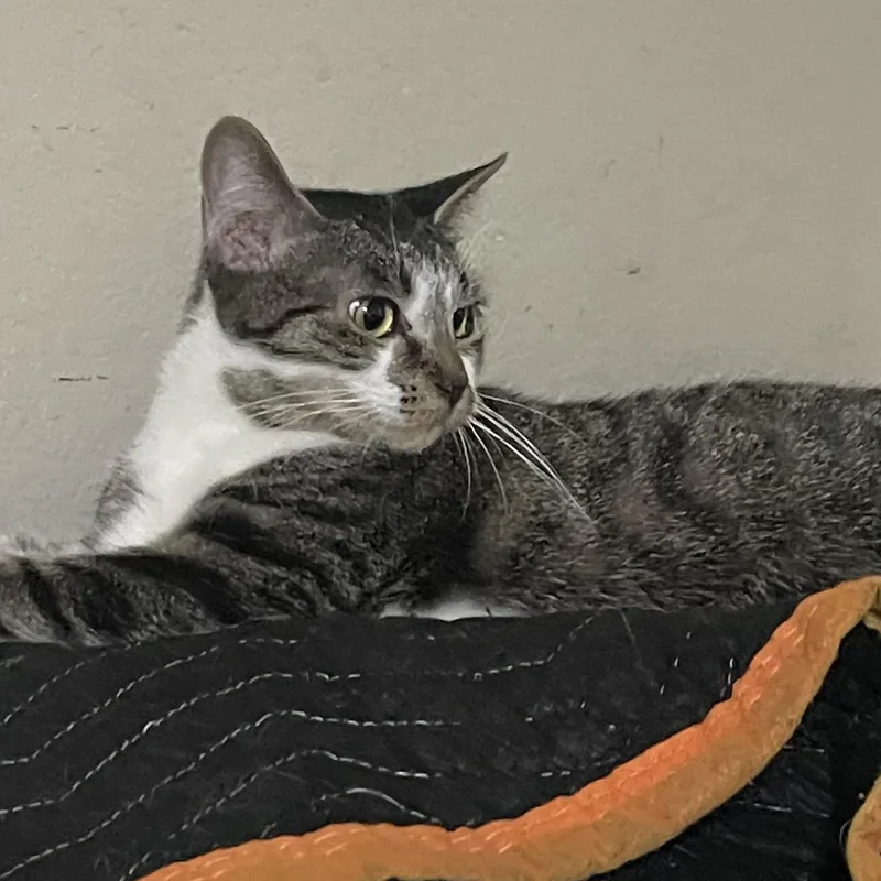 A baby small-sized female Tabby (Gray / Blue / Silver) Domestic Short Hair cat named Sugarplum for adoption in Liverpool, TX