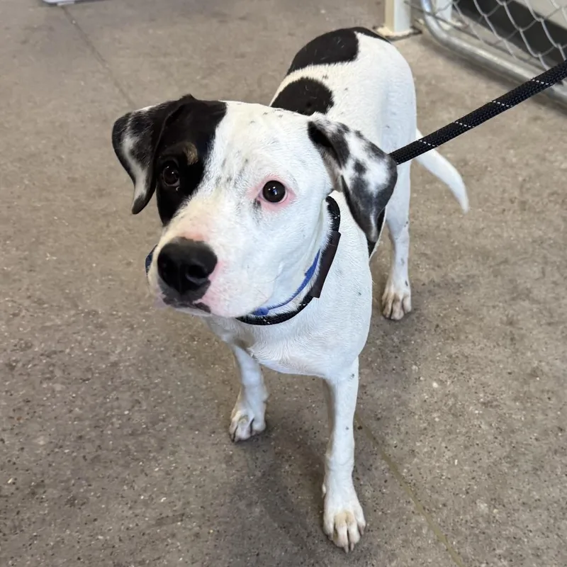 A young medium-sized female Mixed Breed dog named Jelly for adoption in Las Cruces, NM