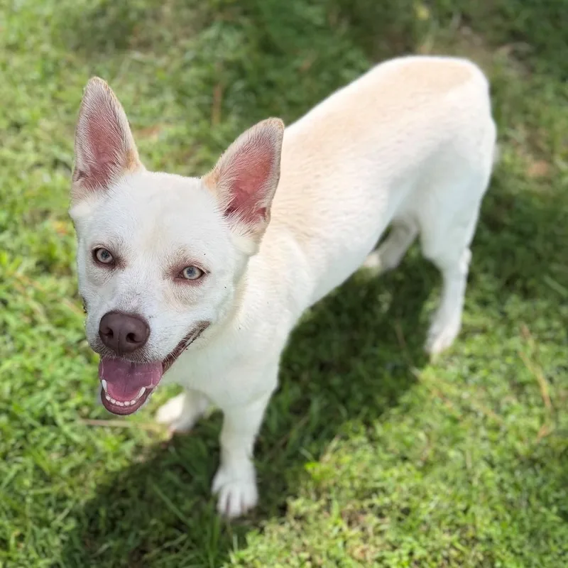 An adult medium-sized male Mixed Breed dog named Johnny for adoption in Summerdale, AL