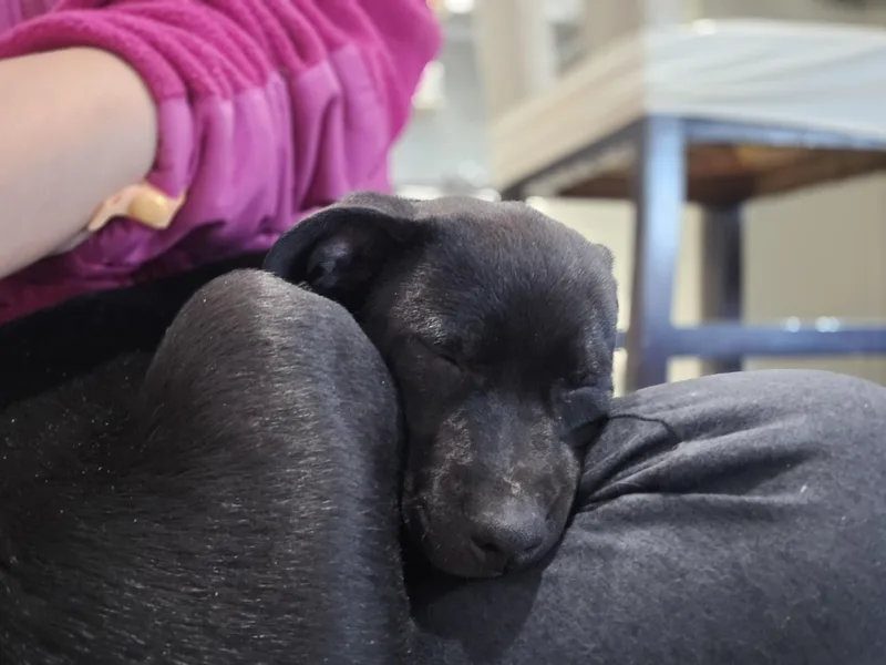 A baby medium-sized female Pit Bull Terrier dog named #261-26 (Luna) for adoption in Brighton, CO