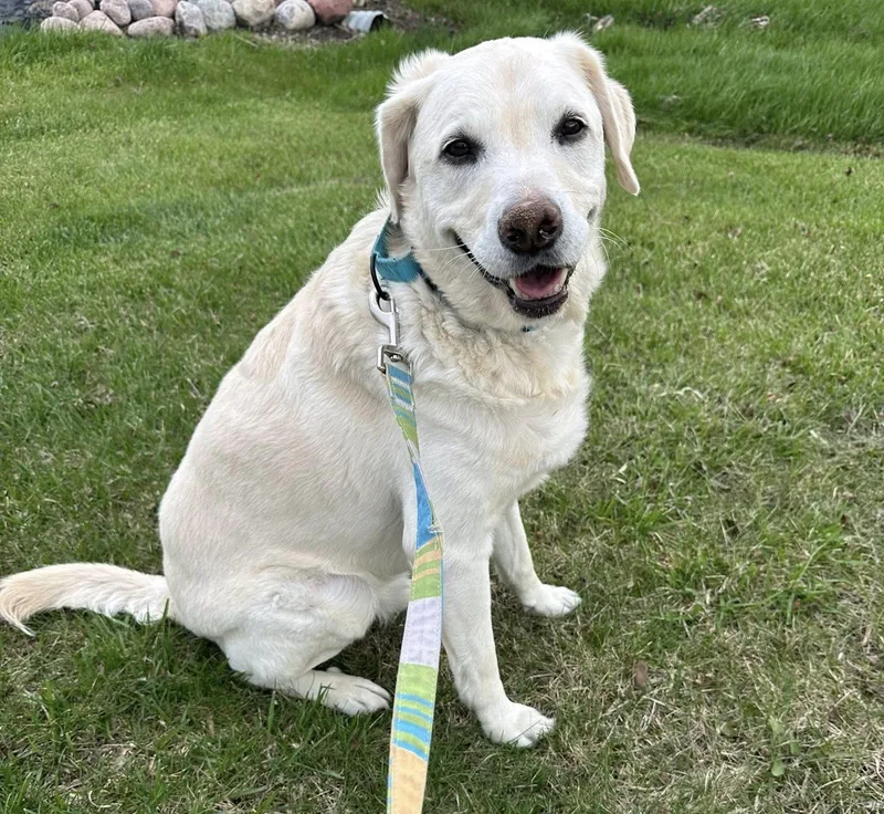 A senior medium-sized male Yellow / Tan / Blond / Fawn Yellow Labrador Retriever dog named Mr Jack for adoption in Orland Park, IL