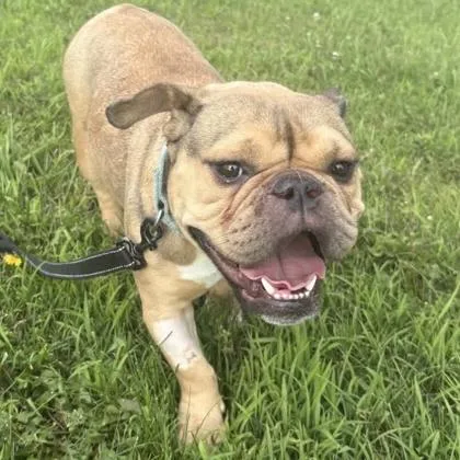 A young small-sized female Mixed Breed dog named Sugarplum for adoption in Janesville, WI