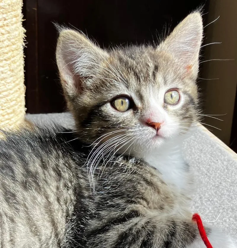 A baby medium-sized male Tabby (Gray / Blue / Silver) Domestic Short Hair cat named Brody for adoption in Pasco, WA