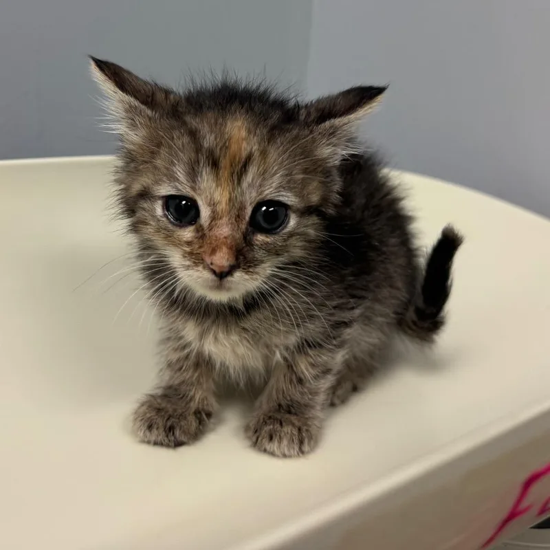 A baby small-sized female Brown / Chocolate Domestic Short Hair cat named Daffodil for adoption in Columbus, GA