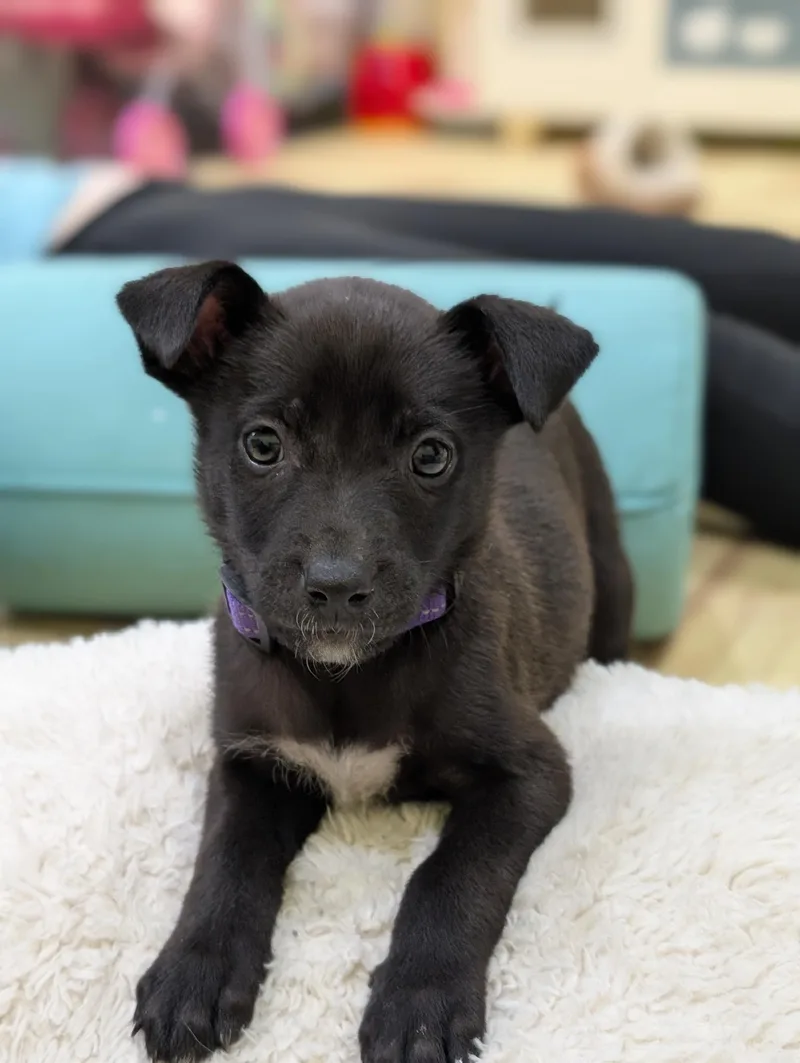 A baby medium-sized male Bicolor Mixed Breed dog named Goofy for adoption in New York, NY