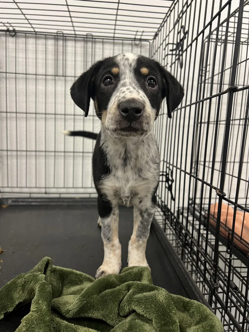 A baby medium-sized female Black Australian Cattle Dog / Blue Heeler dog named Sporty Spice for adoption in Fort Collins, CO