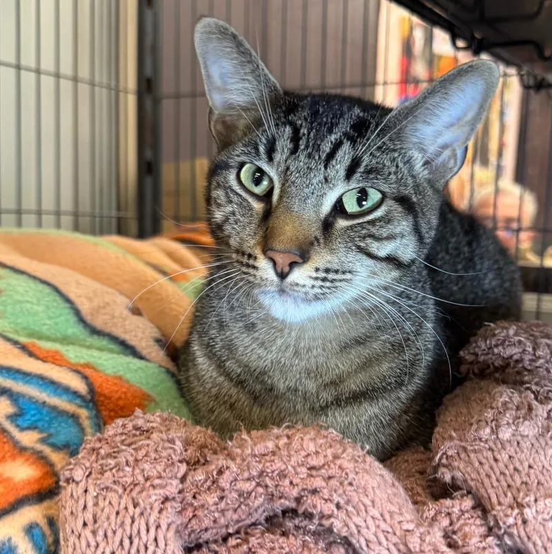 A baby medium-sized male Domestic Short Hair cat named Chasa for adoption in Saginaw, MI