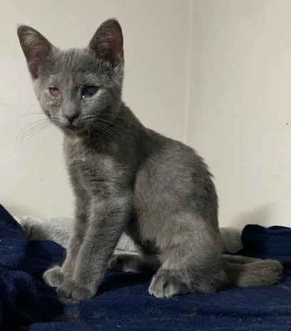 A baby medium-sized female Dilute Tortoiseshell Domestic Short Hair cat named Mavis for adoption in Battle Creek, MI