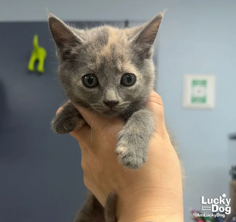 A baby medium-sized female Domestic Short Hair cat named Elphie for adoption in Washington, DC