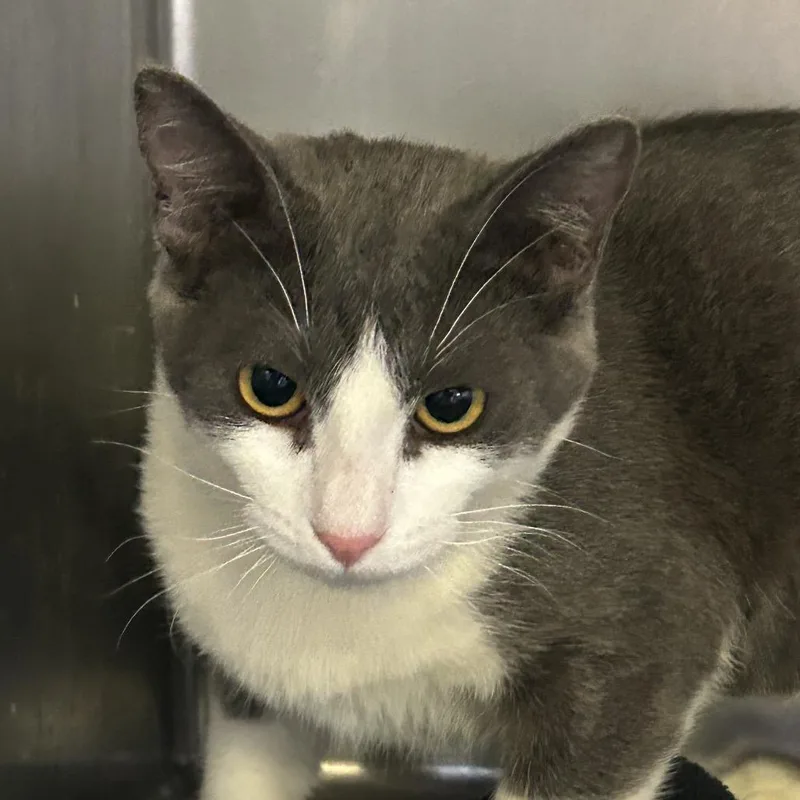 A young medium-sized female Gray / Blue / Silver Domestic Short Hair cat named Bravo for adoption in San Gabriel, CA