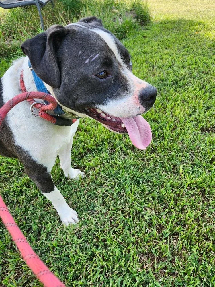 Daisy June thumbnail 5