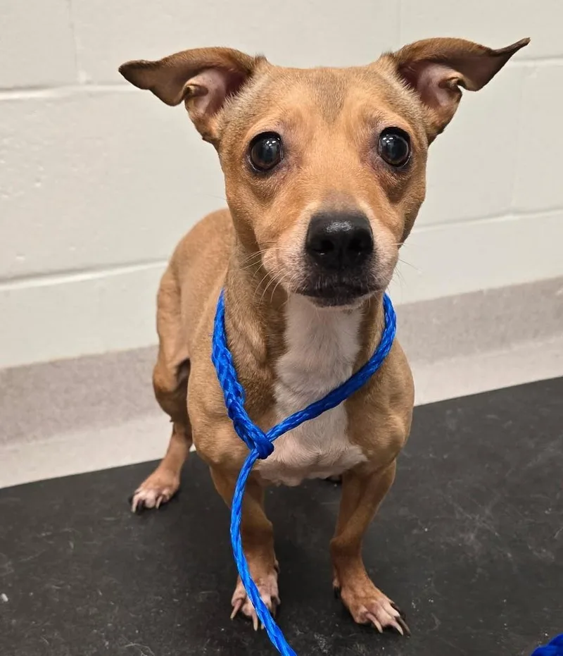 An adult small-sized female Yellow / Tan / Blond / Fawn Dachshund dog named 26-270 for adoption in Amityville, NY