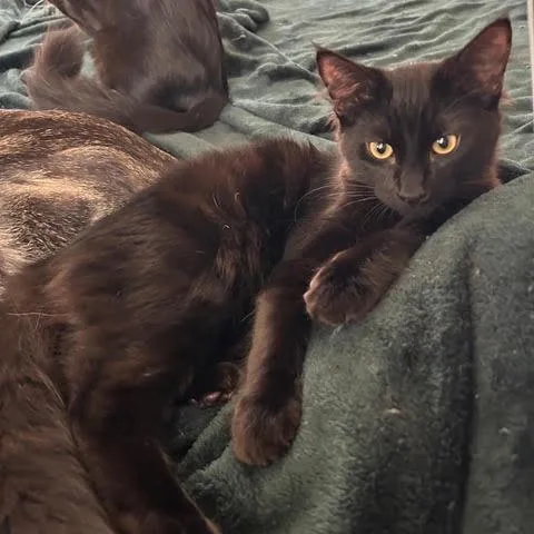 Hershey thumbnail 3