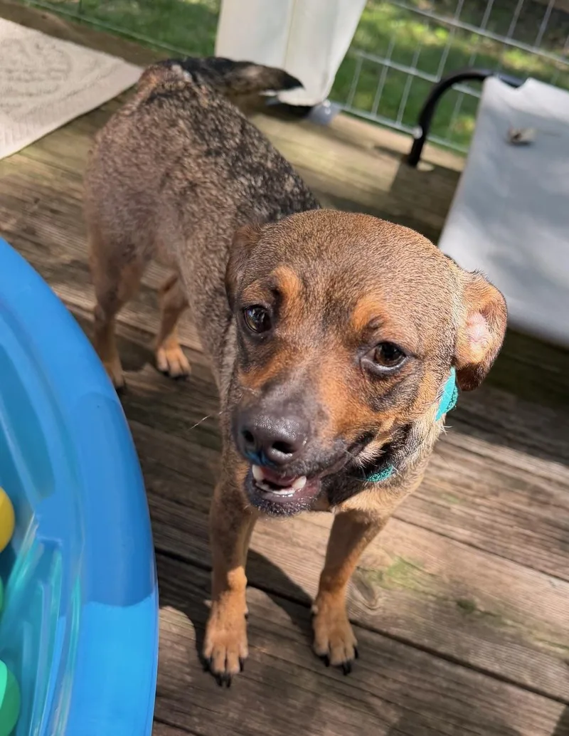 A young small-sized male Brown / Chocolate Chihuahua dog named Butterbean for adoption in Brooklyn, NY