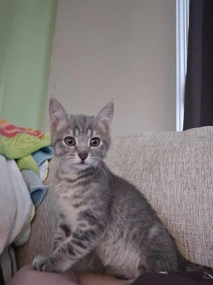 A baby small-sized female Gray / Blue / Silver Domestic Short Hair cat named Freya for adoption in Greenbelt, MD