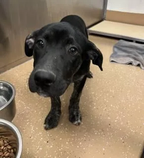 A young large-sized male Pit Bull Terrier dog named Chess for adoption in Allen, TX