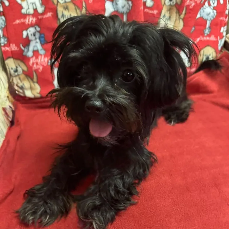 An adult small-sized female Black Havanese dog named Blue for adoption in Graham, WA