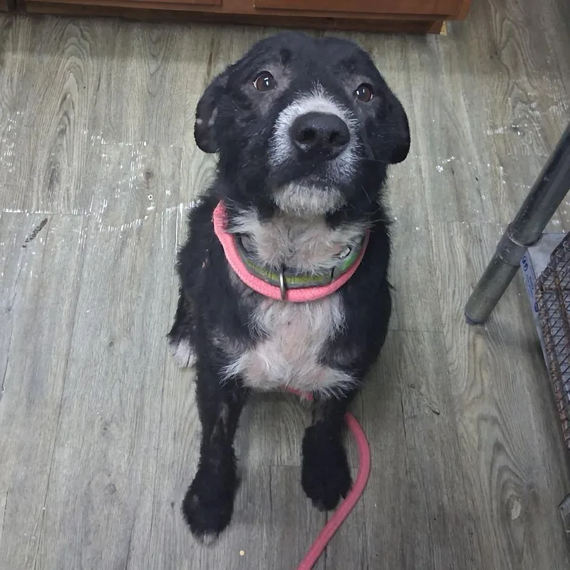 An adult medium-sized male Black Border Collie dog named Cosmo for adoption in Summerville, SC
